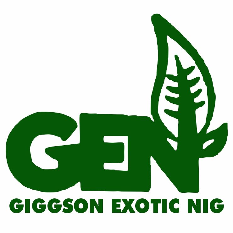 Giggson Exotic Nig